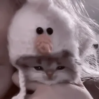 🥠 b8bb60d9 gato, gatito, mascota, animal, lindo, sombrero telegram sticker