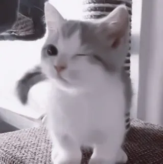 🥠 cded0133 gato, gatito, lindo, animal, mascota, guiño telegram sticker