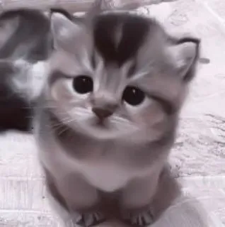 🥠 d3cb714f gatito, gato, lindo, animal, mascota, animal doméstico, felino telegram sticker