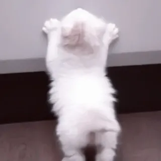 🥠 e350fa0b gato, escalada, blanco, animal, mascota, gatito telegram sticker