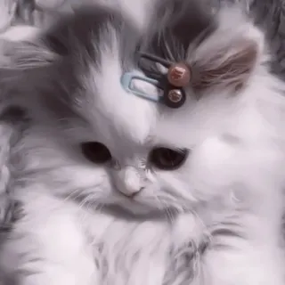 🥠 e8d36140 gato, gatito, lindo, esponjoso, mascota, animal telegram sticker