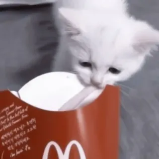 🥠 ea828bc6 대한민국에서 맛있는 즐거움. Good Time Is The Best Part of our world Famous Fries. 맥도날드. 맥도날드는 맥도날드입니다. 맥도날드에 맥도날드입니다. 맥도날드 gatito, gato, mcdonalds, patatas fritas, animal, lindo telegram sticker