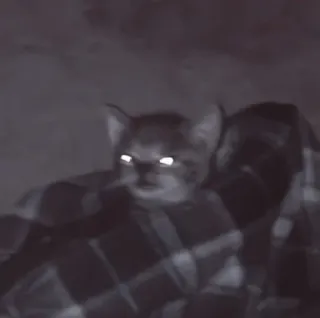 🥠 ed9bc634 gato, gatito, animal, mascota, lindo, ojos, brillo telegram sticker