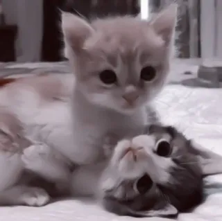 🥠 f90cd8fa gatito, gato, lindo, animal, mascota, felino telegram sticker