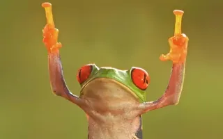 🖕 12cb6bfe rana, dito medio, offensivo, animale, scortese telegram sticker