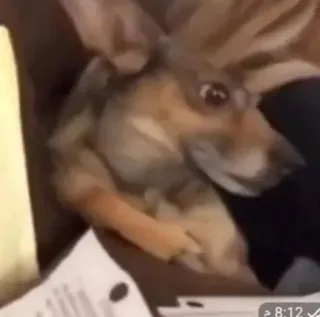 🌈 e816fb20 หมา, สัตว์เลี้ยง, สัตว์, น่ารัก telegram sticker