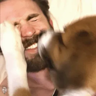 🇺🇸 cf132ff4 man, dog, puppy, bearded man, funny, cute, animal, pet telegram sticker