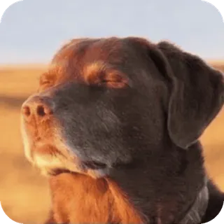 😌 09bda8e9 cão, labrador chocolate, animal, animal de estimação, ar livre, labrador whatsapp sticker