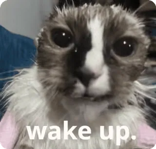 🥱 5109420b wake up. gato, gatinho, acordar, meme, engraçado, animal, animal de estimação whatsapp sticker