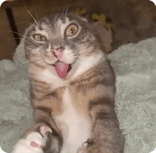 😜 cc3b4a8e gato, engraçado, animal, animal de estimação, fofo whatsapp sticker