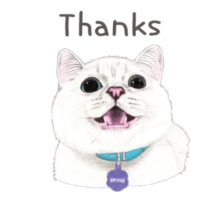 😀 93bfb7a2 OLIVUE cat, animal, pet, collar, cute, white, fluffy whatsapp sticker