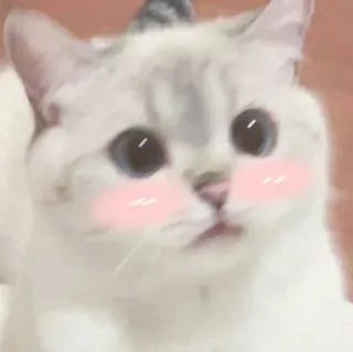 Nala the cat ♡ telegram stickers