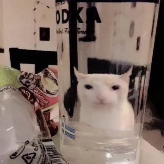 🤡 05701acc ODKA kucing, vodka, hewan, lucu, meme telegram sticker