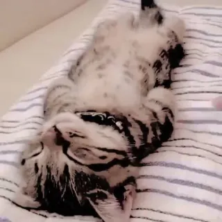 😪 0f800f65 kucing, anak kucing, tidur, hewan, peliharaan, lucu telegram sticker