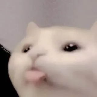 😋 100e2f41 kucing, binatang, meme, lucu, lidah, kocak, hewan peliharaan telegram sticker