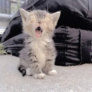 🥱 170adf63 anak kucing, kucing, menguap, imut, hewan telegram sticker