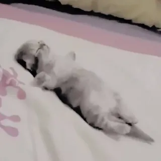 🖐 35176d21 kucing, tidur, anak kucing, binatang, hewan peliharaan telegram sticker