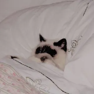 💤 5e0ae308 kucing, tidur, tempat tidur, hewan, peliharaan telegram sticker