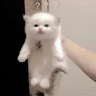 😶 60fb69ed ??? kucing, anak kucing, lucu, tanda tanya, bingung telegram sticker