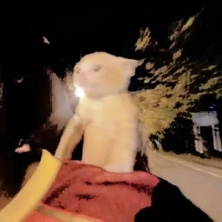 😦 69ca4713 kucing, meme, hewan, lucu, malam telegram sticker