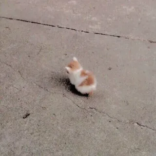 😣 755c4b71 anak kucing, kucing, hewan, imut, kecil, hewan peliharaan, oranye, putih telegram sticker