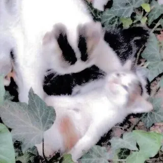 nyanya’s miiiaw! 😾 telegram stickers