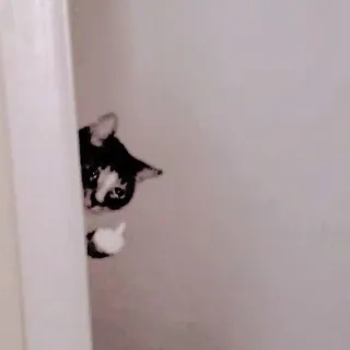 👿 879ecdd0 kucing, jari tengah, gestur ofensif, hewan, stiker telegram sticker