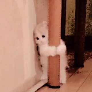 🥺 8d4dc327 kucing, anak kucing, lucu, hewan, hewan peliharaan, pelukan telegram sticker