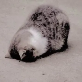 😞 ee727169 kucing, faceplant, imut, hewan, peliharaan telegram sticker