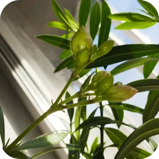 NastyMell telegram stickers