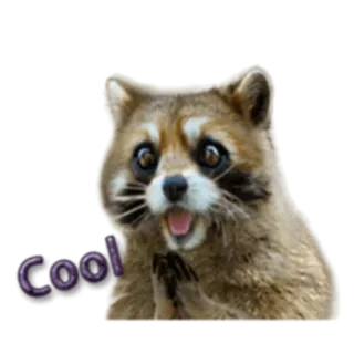 😍 0528f612 Cool procione, figo, animale, adesivo telegram sticker