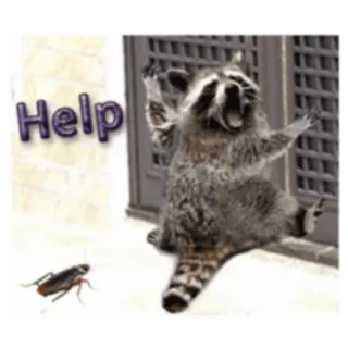 Naughty Raccoon (FULL) [English] @Woshizharbor telegram stickers