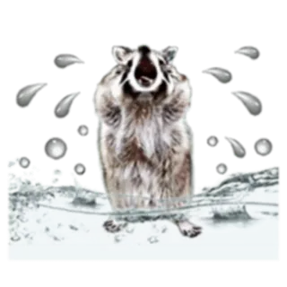 Naughty Raccoon (FULL) [English] @Woshizharbor whatsapp stickers