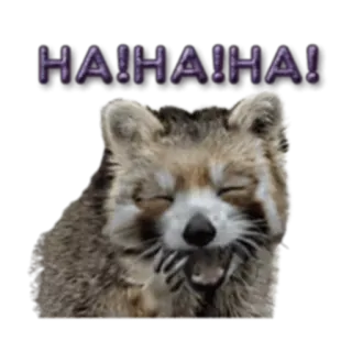 😂 cb3aa205 HA!HA!HA! procione, ridere, ah ah, umorismo, divertente telegram sticker