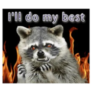 💪 d5532c17 I'll do my best procione, fuoco, determinazione, animale, motivazione telegram sticker