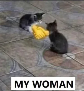 🤝 1c70b67f MY WOMAN gatti, gattini, stretta di mano, animali, animale domestico telegram sticker