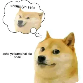 🐶 d2e52b31 chumtiya sala
acha ye bamt hai kia bhaiii Doge, Meme, Offensivo, Cane telegram sticker
