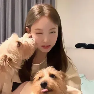 🍰 29b3bda4 cani, animali domestici, animali, donna, carino, adorabile telegram sticker