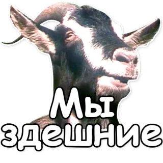 🌏 674589e3 МЫ ЗДЕШНИЕ cabra, animal, russo, texto, meme, adesivo telegram sticker