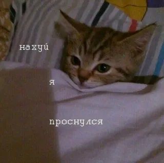 😐 03aee053 нахуй я проснулся кот, котенок, спит, оскорбительный telegram sticker
