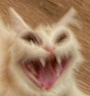 😃 48797451 кот, смешной, животное, мем, питомец, выражение, злой, странный telegram sticker