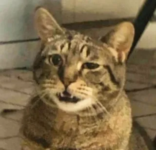 ❓ 7b26f872 кот, смешной, животное, мем, питомец, милый telegram sticker