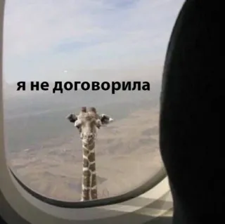 😑 80b042d5 Я не договорила жираф, самолет, окно, смешной, животное, мем telegram sticker