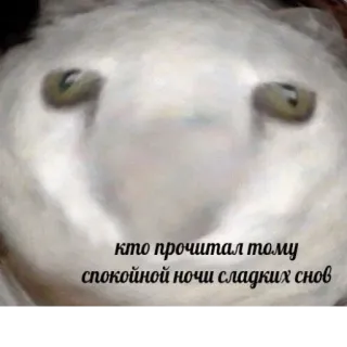 💤 af591576 кто прочитал тому спокойной ночи сладких снов сова, спокойной ночи, сладких снов, животное, мем telegram sticker