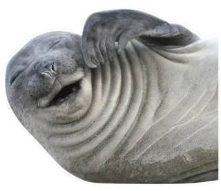 sealsseals telegram stickers