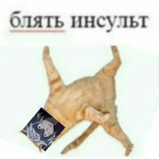 🧊 63e9b30e блядь инсульт kot, mem, rosyjski, obraźliwe telegram sticker