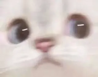 🫤 8a55fb04 고양이, 웃긴, 흐릿한, 밈, 동물 telegram sticker