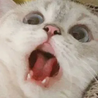😄 b0704956 고양이, 동물, 밈, 충격, 웃긴, 놀란 telegram sticker
