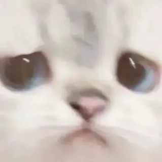 😒 fd318cd1 고양이, 밈, 흐림, 동물, 반려동물, 애완동물 telegram sticker