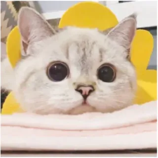 ☺️ 0810dc95 고양이, 새끼 고양이, 귀여운, 애완 동물, 동물, 가정, 노란색, 꽃 telegram sticker